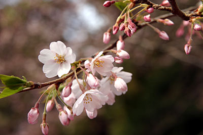 仙台の桜