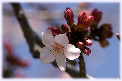 塩釜神社の桜