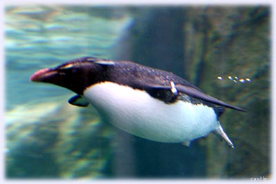 水中ペンギン