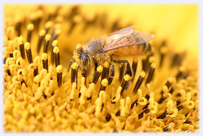 働くミツバチ