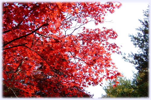 秋保の紅葉