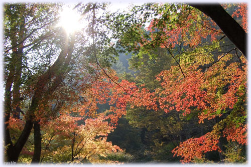 秋保の紅葉