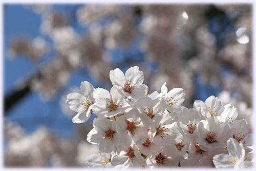 桜